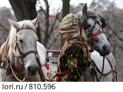 Возница и лошади (2009 год). Редакционное фото, фотограф Яна Королёва / Фотобанк Лори