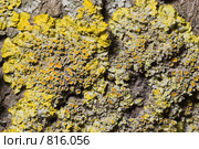 Лишайник - стенная золотянка или ксантория постенная  - Xanthoria parietina - часть таллома. Стоковое фото, фотограф Иван Сазыкин / Фотобанк Лори