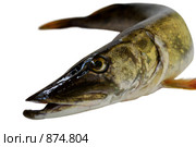 Щука Esox lucius. Стоковое фото, фотограф Инна Грязнова / Фотобанк Лори