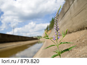 Растение на бетонной плите, на берегу канала. Стоковое фото, фотограф Максим Антипин / Фотобанк Лори