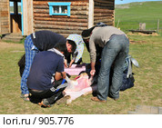 Приготовление барана для жертвоприношения  богам (2008 год). Редакционное фото, фотограф Игнатьев Михаил / Фотобанк Лори