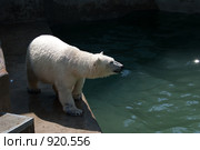 Белый медведь стоящий у воды. Стоковое фото, фотограф Игорь Боголюбов / Фотобанк Лори