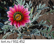 Гацания, газания (лат. Gazania) Стоковое фото, фотограф lana1501 / Фотобанк Лори
