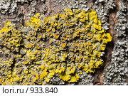 Лишайник - ксантория постенная или стенная золотянка - Xanthoria parietina. Стоковое фото, фотограф Иван Сазыкин / Фотобанк Лори