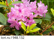Шмель на цветах рододендрона кэтевбинского. Rhododendron catawbiense. Стоковое фото, фотограф Алла Матвейчик / Фотобанк Лори