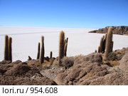 Кактусы на острове "Isla del Pescado" (2009 год). Стоковое фото, фотограф Кирилл Трифонов / Фотобанк Лори
