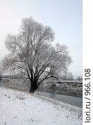 Заснеженное дерево на берегу реки. Стоковое фото, фотограф Наталья Савельева / Фотобанк Лори