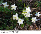 Одноцветка крупноцветковая (Moneses uniflora) семейства Грушанковые. Стоковое фото, фотограф Т. З. / Фотобанк Лори