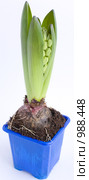 Гиацинт (Hyacinthus) Стоковое фото, фотограф Кристина Викулова / Фотобанк Лори