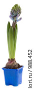 Гиацинт (Hyacinthus) Стоковое фото, фотограф Кристина Викулова / Фотобанк Лори