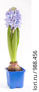 Гиацинт (Hyacinthus) Стоковое фото, фотограф Кристина Викулова / Фотобанк Лори