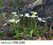 Одноцветка крупноцветковая (Moneses uniflora) семейства Грушанковые. Стоковое фото, фотограф Т. З. / Фотобанк Лори