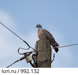 Вяхирь, Витютень. Стоковое фото, фотограф Василий Вишневский / Фотобанк Лори