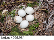 Канюк, сарыч, Buteo buteo. Стоковое фото, фотограф Василий Вишневский / Фотобанк Лори