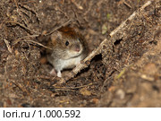 Полевка рыжая, Clethrionomys glareolus, Bank Vole. Стоковое фото, фотограф Василий Вишневский / Фотобанк Лори