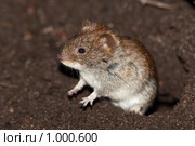 Полевка рыжая, Clethrionomys glareolus, Bank Vole. Стоковое фото, фотограф Василий Вишневский / Фотобанк Лори