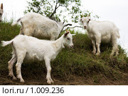 Коза-дереза. Стоковое фото, фотограф Смирнова Алёна / Фотобанк Лори