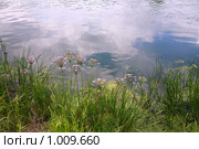 Водные растения - сусак зонтичный. Стоковое фото, фотограф Наталья Волкова / Фотобанк Лори