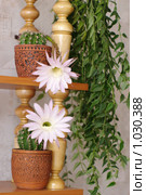 Цветы кактуса "Echinopsis hybr." Стоковое фото, фотограф Галина Хорошман / Фотобанк Лори