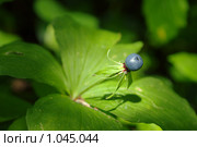 Вороний глаз четырехлистный - Paris quadrifolia L. Стоковое фото, фотограф Александр Шуть / Фотобанк Лори