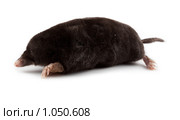 Крот обыкновенный, Talpa europaea, European Mole. Стоковое фото, фотограф Василий Вишневский / Фотобанк Лори