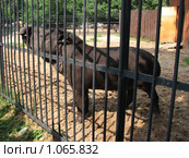 Равнинный тапир (Tapirus terrestris) в Московском зоопарке. Стоковое фото, фотограф Беляева Наталья / Фотобанк Лори