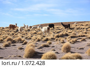 Ламы (2009 год). Стоковое фото, фотограф Кирилл Трифонов / Фотобанк Лори