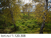 Осенний лес. Стоковое фото, фотограф Виктор Ковалев / Фотобанк Лори