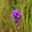 Колокольчик скученный, Campanula glomerata L. Стоковое фото, фотограф Вячеслав Потапов / Фотобанк Лори