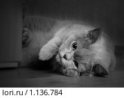 Британская кошка. Стоковое фото, фотограф Ксения Крылова / Фотобанк Лори