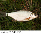 Густера, Silver Bream, Blicca. Стоковое фото, фотограф Василий Вишневский / Фотобанк Лори