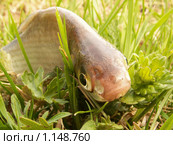 Густера, Silver Bream, Blicca. Стоковое фото, фотограф Василий Вишневский / Фотобанк Лори