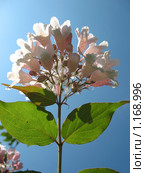 Вейгела цветущая  (Weigela florida), сем. Жимолостные. Стоковое фото, фотограф Заноза-Ру / Фотобанк Лори