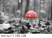 Красная шляпка мухомора на черно-белом фоне. Стоковое фото, фотограф Елена Ильина / Фотобанк Лори