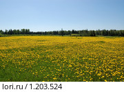 Одуванчиковое поле. Стоковое фото, фотограф Елена Ильина / Фотобанк Лори