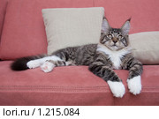 Кот породы мейн кун. Стоковое фото, фотограф Алексей Головин / Фотобанк Лори