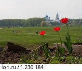 Красные тюльпаны на фоне Боголюбово (2009 год). Стоковое фото, фотограф Ярослава Синицына / Фотобанк Лори