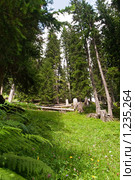Альпийский лес (2009 год). Стоковое фото, фотограф Петр Кириллов / Фотобанк Лори