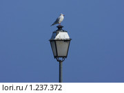 Чайка на фонаре. Ивуар, Верхний Савой, Франция (2009 год). Стоковое фото, фотограф Владимир Трифонов / Фотобанк Лори