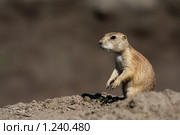 Луговая собачка. Стоковое фото, фотограф Петр Кириллов / Фотобанк Лори