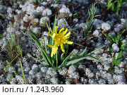 Высокогорный цветок. Козелец лучистый (Scorzonera radiata) Стоковое фото, фотограф Анна Омельченко / Фотобанк Лори