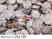 Фон из морского гребешка. Стоковое фото, фотограф Ирина Игумнова / Фотобанк Лори