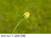 Распускание бутона. Бархатцы. Этап 1. Стоковое фото, фотограф Александр Алексеев / Фотобанк Лори