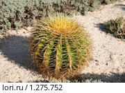 Эхинокактус Грусона (Echinocactus Grusonii) Стоковое фото, фотограф Наталья Волкова / Фотобанк Лори