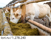 Коровы на стойловом содержании. Стоковое фото, фотограф Александр Подшивалов / Фотобанк Лори