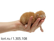 Новорожденный рыжий котенок в женской руке. Стоковое фото, фотограф Евгений Дубинчук / Фотобанк Лори