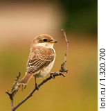Сорокопут на ветке (Lanius collurio) Стоковое фото, фотограф Щеголева Ольга / Фотобанк Лори