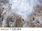 Ранняя весна. Деревья, гнёзда и птицы. Стоковое фото, фотограф Солодовникова Елена / Фотобанк Лори