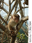 Обезьяна - боннет или индийский макак (Macaca radiata) Стоковое фото, фотограф крижевская юлия валерьевна / Фотобанк Лори