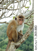 Обезьяна - боннет или индийский макак (Macaca radiata) Стоковое фото, фотограф крижевская юлия валерьевна / Фотобанк Лори